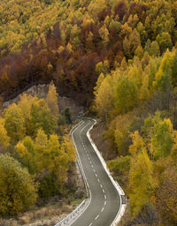 Road amidst trees during autumn