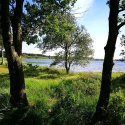 Trees on field by lake against sky