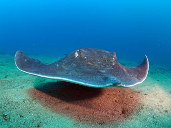 Close-up of a round stingray swimming in sea