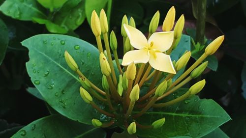 Close-up of frangipani blooming outdoors