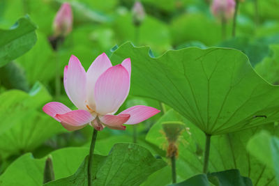 Close-up of pink lotus water lily in pond