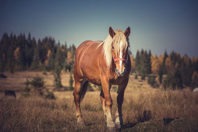 Horse standing in field