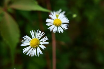Close-up of white daisy flower