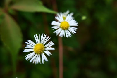 Close-up of white daisy flower