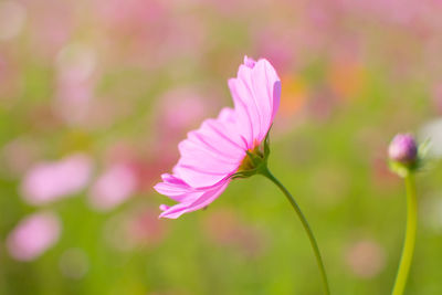 Close-up of pink flower blooming outdoors