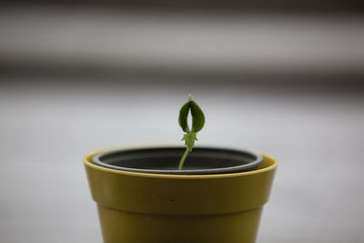 Close-up of potted plant against white background