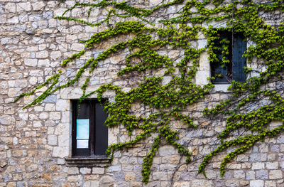 Ivy growing on wall of old building, girona.  