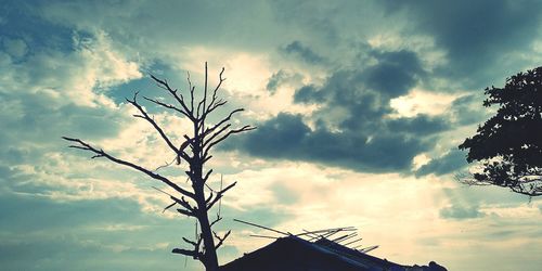 Low angle view of silhouette tree and building against sky