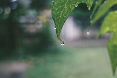 Close-up of raindrops on leaf