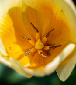 Close-up of yellow rose flower