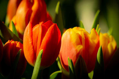 Close-up of orange tulips