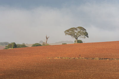 Trees on field against sky