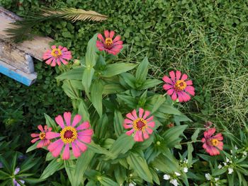 High angle view of pink flowering plants