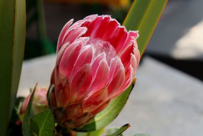 Close-up of pink flower