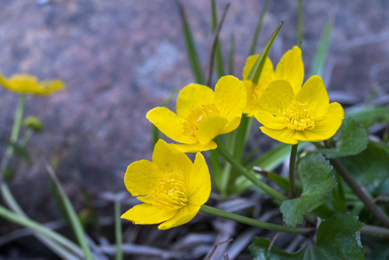 CLOSE-UP OF YELLOW FLOWERING PLANT ON LAND