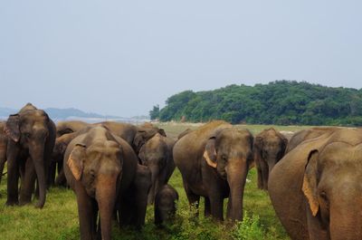 Elephants at  kaudulla national park