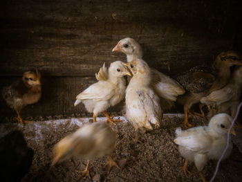 There chicks standing together