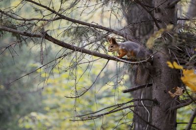 Bird perching on a tree