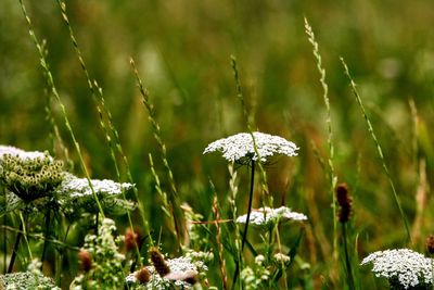 Close-up of white flowering plant on field