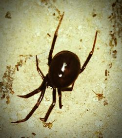 Close-up of insect on ground