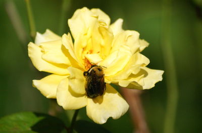 Close-up of yellow flower