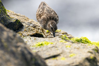 Close-up of lizard on rock