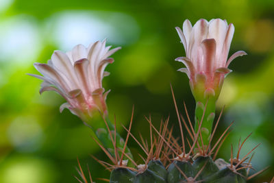 Close-up of flowering plant