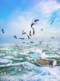 Flock of birds flying over sea against blue sky