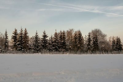 Christmas trees in a snow-covered field against a blue sky