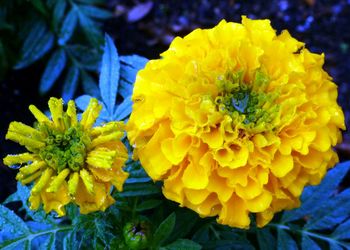 Close-up of yellow flowers blooming outdoors