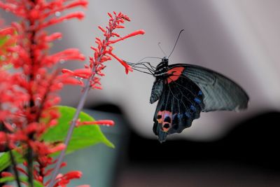 Close-up of butterfly pollinating on flower