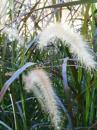 Close-up of white flowers on grass