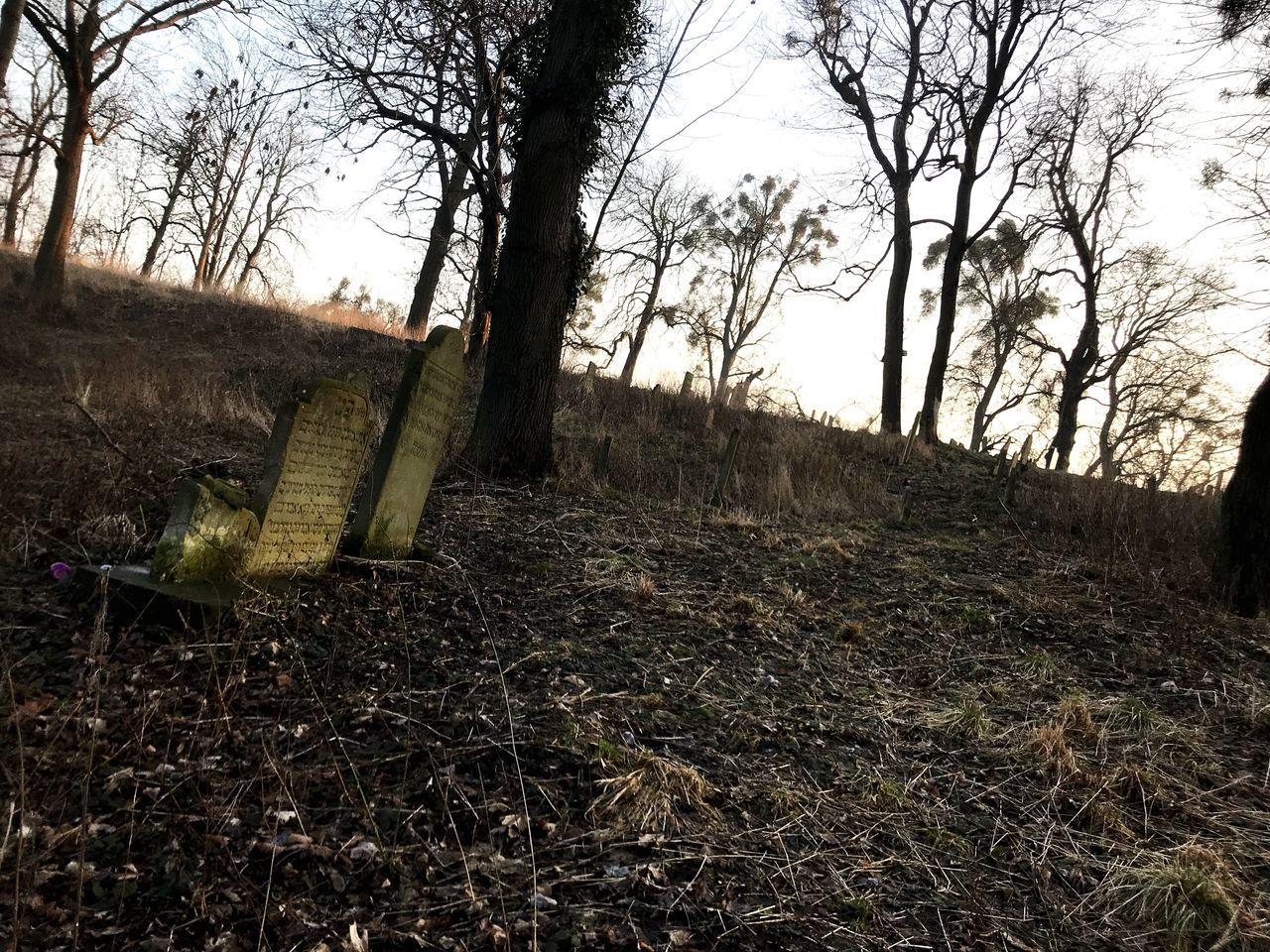 bare tree, tree, no people, spooky, day, outdoors, grass, nature, sky, halloween