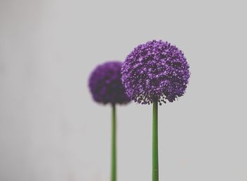 Close-up of purple flowers