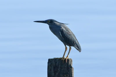 Close-up of bird perching against sky
