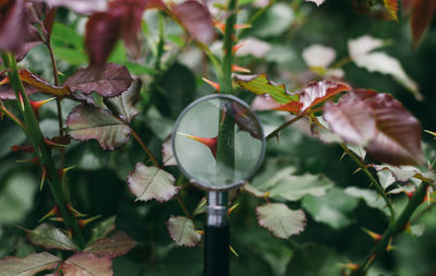 Close-up of flowering plant leaves