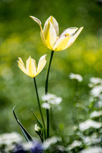 Close-up of yellow flowering plant on field