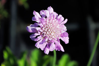 Close-up of pink flower