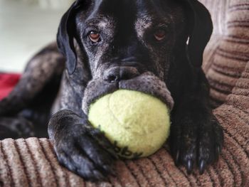 Close-up portrait of dog