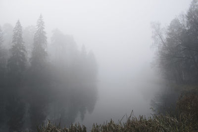 Trees in forest during foggy weather