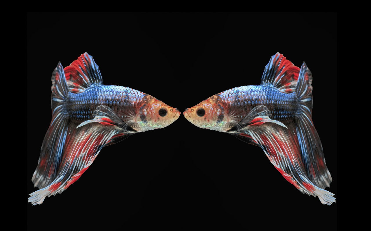 DIGITAL COMPOSITE IMAGE OF FISH