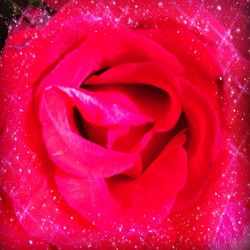 Close-up of pink rose