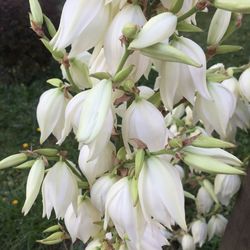 Close-up of white flowers