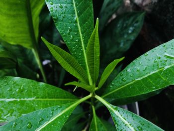 Close-up of raindrops on leaves