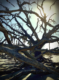 Low angle view of bare tree against sky