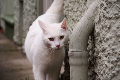 Portrait of white cat by wall