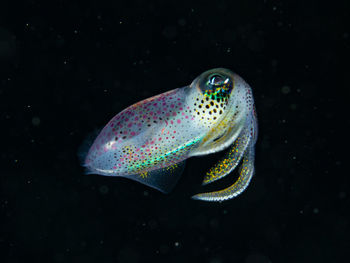 Sepioteuthis sepioidea, a juvenile caribbean reef squid