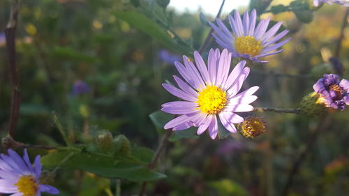 Close-up of purple flowers blooming outdoors