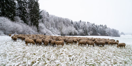 View of sheep on snow covered land