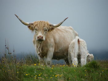Portrait of cow standing on field against clear sky